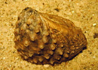 myophorella lusitanica