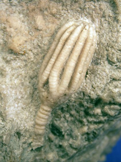 IPGN Vortrag Muender