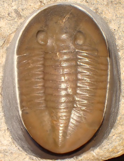 IPGN Vortrag Polkowsky