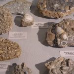 tertiäre-geschiebe-fossilien