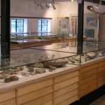 vitrinen-fossilien