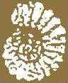 Logo Ammonit